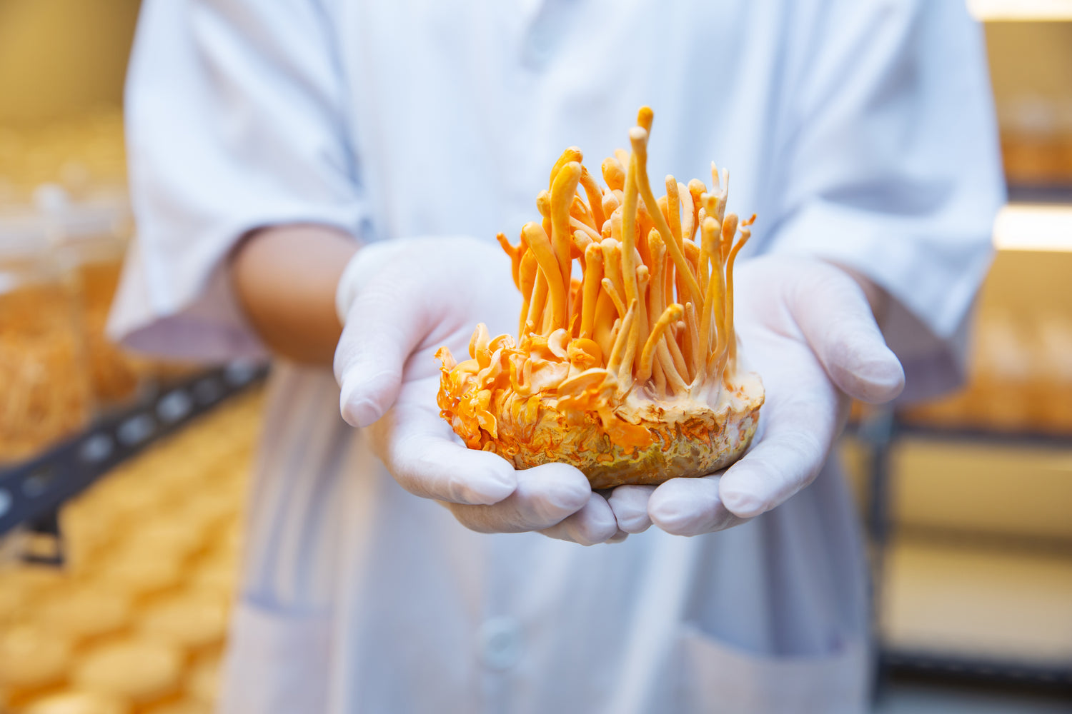 Person holding cordyceps mushroom in white gloves with a blurred background